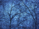 Canada Blue Abstract Trees Poster Print by Jaynes Gallery, featuring vibrant blue hues and abstract tree designs.