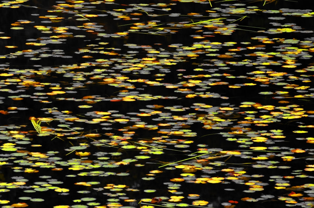 Canada Water Lilies Abstract Poster Print by Jaynes Gallery