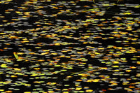 Canada Water Lilies Abstract Poster Print by Jaynes Gallery
