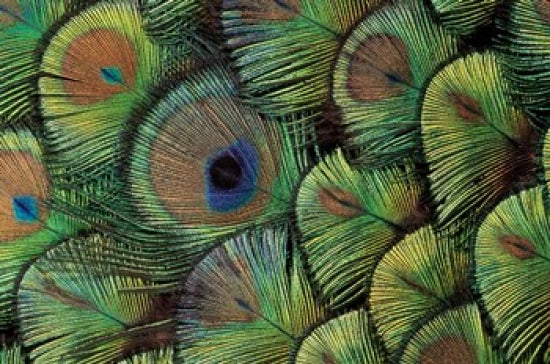 Peacock Feather Design Poster Print by Darrell Gulin showcasing vibrant colors and intricate details.