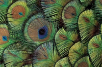 Peacock Feather Design Poster Print by Darrell Gulin showcasing vibrant colors and intricate details.