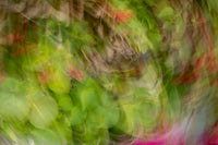 Colorful abstract leaves poster print by George Theodore