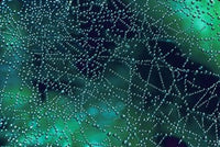 Dew Drops on Spider Web Poster Print by Mark Gibson showcasing nature's beauty.