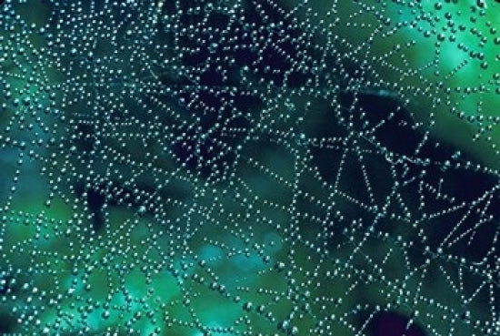 Dew Drops on Spider Web art print by Mark Gibson, showcasing intricate details of nature.