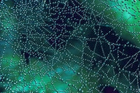 Dew Drops on Spider Web art print by Mark Gibson, showcasing intricate details of nature.