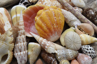 Tropical Shell Still-Life Poster Print by Savanah Plank showcasing a beautiful arrangement of shells.
