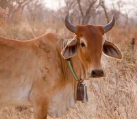 Botswana Tsodilo Hills Cow Poster Print by Jaynes Gallery
