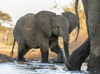 Elephants at Water Hole Poster Print depicting elephants at Senyati Safari Camp in Botswana.