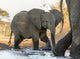 Elephants at Water Hole Poster Print depicting elephants at Senyati Safari Camp in Botswana.