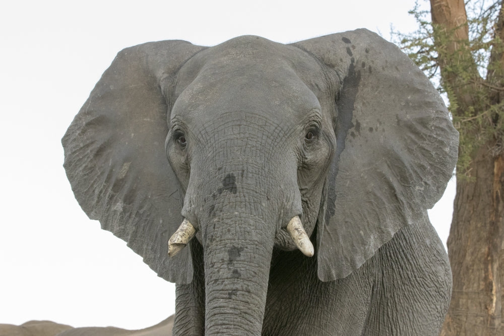 Adult elephant portrait print from Botswana Senyati Safari Camp.