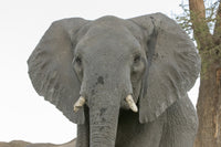 Adult elephant portrait print from Botswana Senyati Safari Camp.