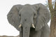 Adult elephant portrait print from Botswana Senyati Safari Camp.