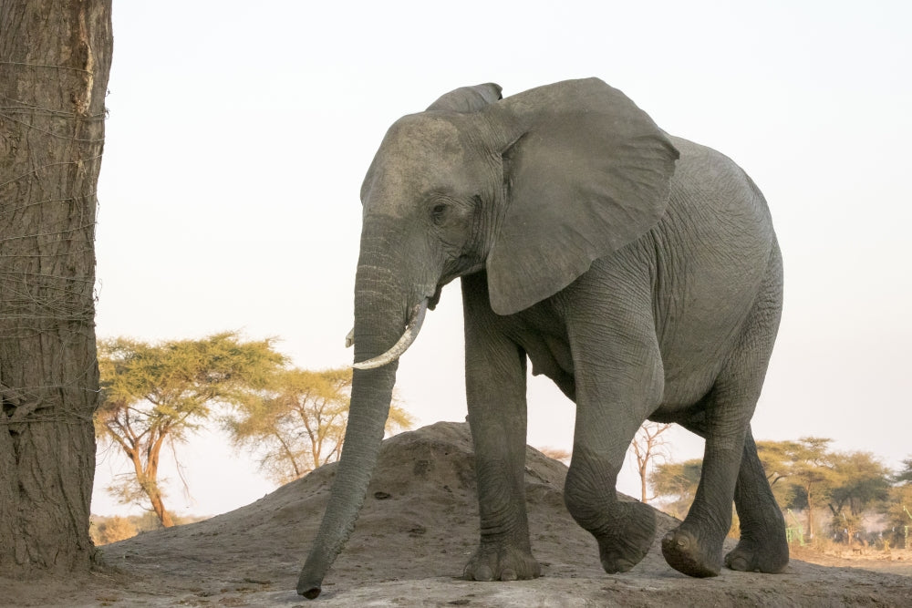 Close-up of a female elephant walking at Senyati Safari Camp in Botswana.