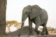 Close-up of a female elephant walking at Senyati Safari Camp in Botswana.