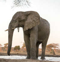 Elephant at water hole print from Botswana, fine art by Jaynes Gallery.