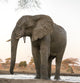 Elephant at water hole print from Botswana, fine art by Jaynes Gallery.