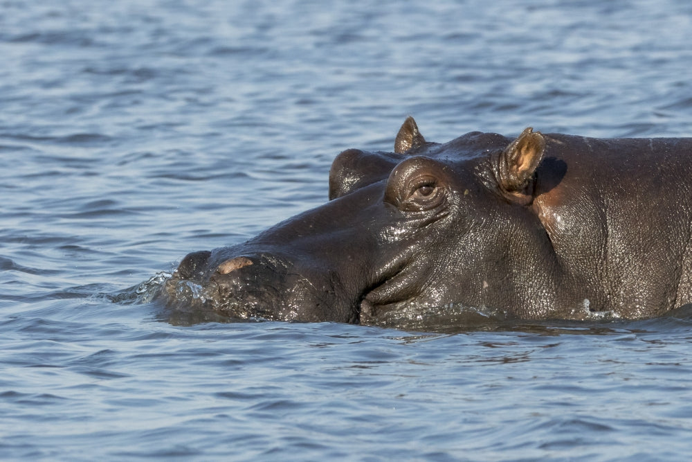Hippopotamus head above water in Chobe National Park, Botswana