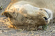 Close-up of a resting lioness in Chobe National Park poster print.