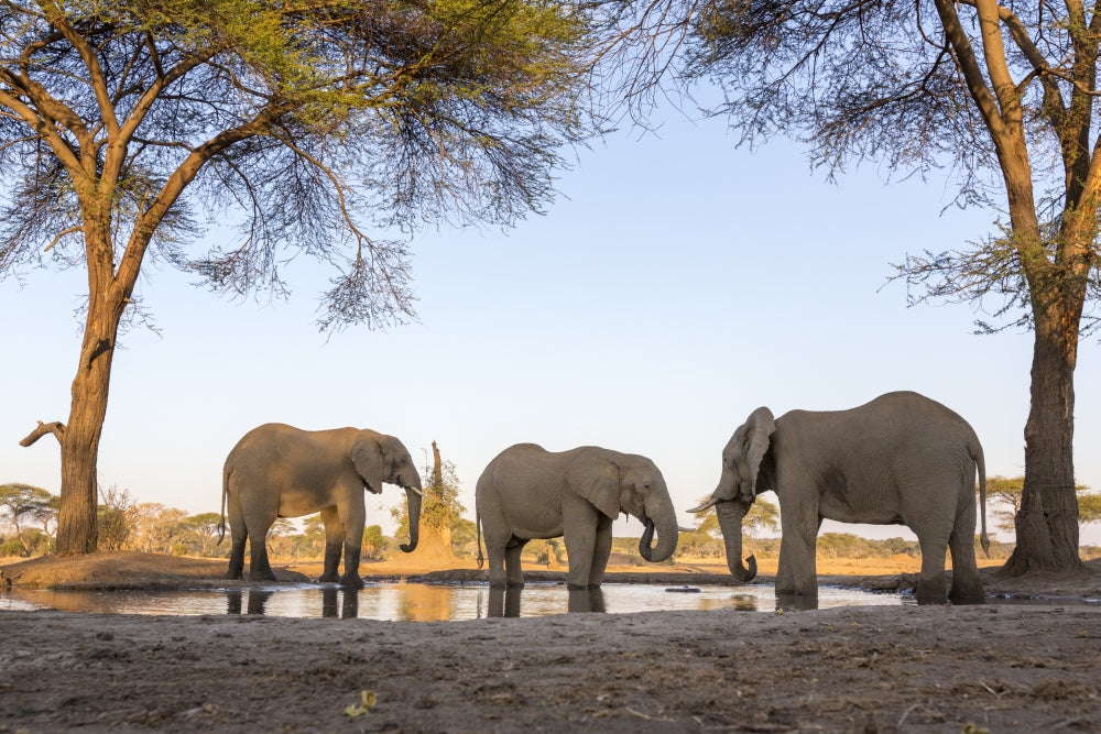 Elephants at waterhole poster print from Botswana Safari Camp