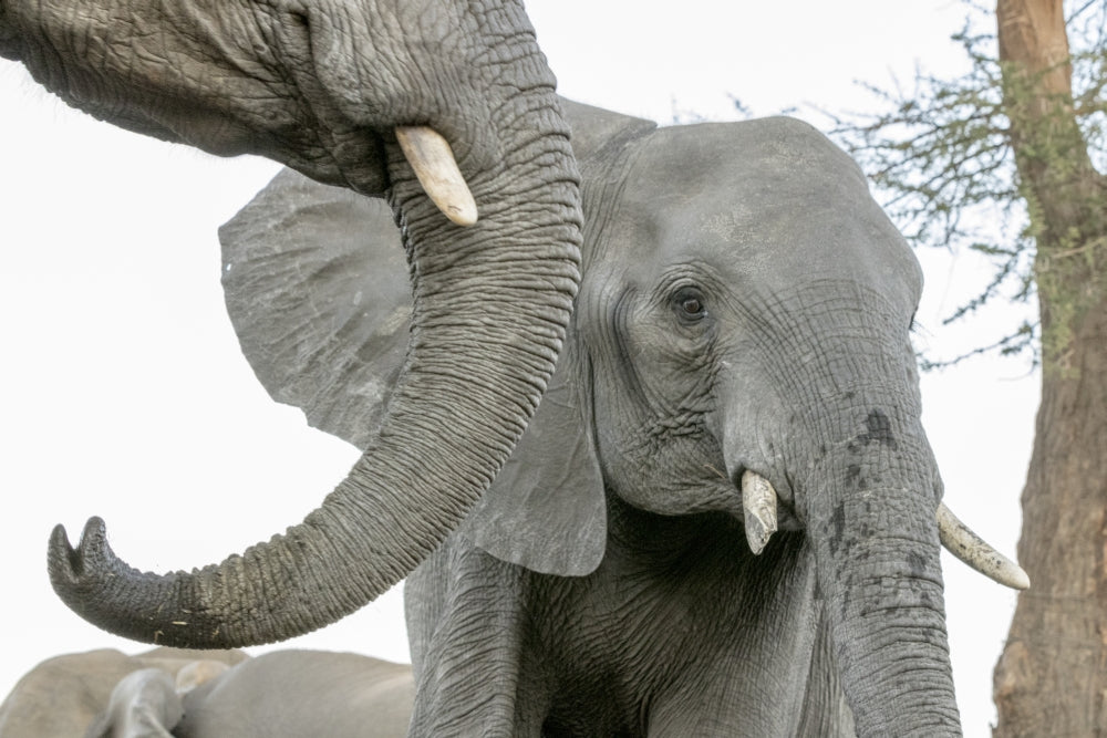Elephants at waterhole poster print from Botswana Safari Camp.