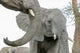 Elephants at waterhole poster print from Botswana Safari Camp.