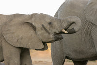Elephants at waterhole in Botswana, Senyati Safari Camp poster print