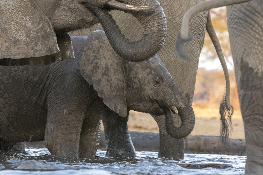 Elephants drinking at waterhole at Senyati Safari Camp in Botswana poster print.