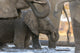 Elephants drinking at waterhole at Senyati Safari Camp in Botswana poster print.