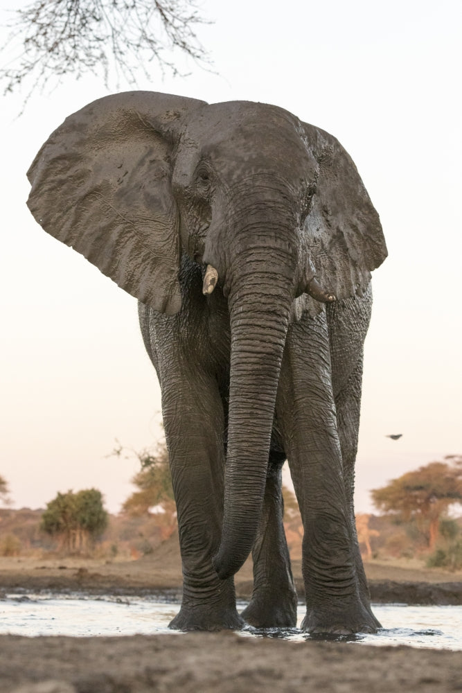 Elephant at waterhole poster print showcasing serene wildlife in Botswana.