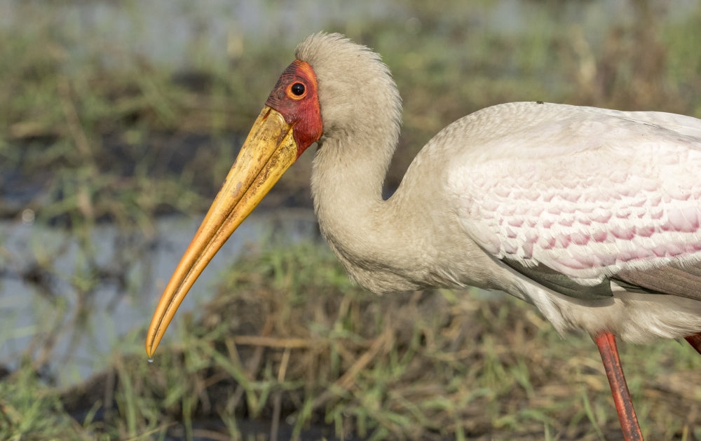 Yellow-billed stork profile poster print from Chobe National Park, Botswana.