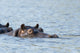 Hippopotamus head above water in Chobe National Park poster print