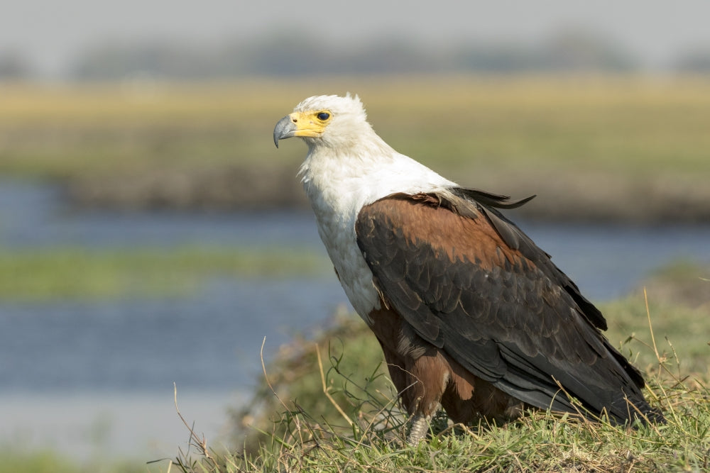 Close-up of a fish eagle on grass in Chobe National Park, Botswana poster print.