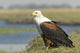 Close-up of a fish eagle on grass in Chobe National Park, Botswana poster print.