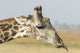 Close-up of giraffe neck with oxpecker bird in Chobe National Park.