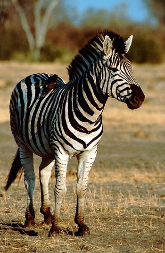 Burchell's Zebra Poster Print by Cindy Miller Hopkins showcasing wildlife in Chobe National Park.