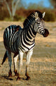 Burchell's Zebra Poster Print by Cindy Miller Hopkins showcasing wildlife in Chobe National Park.