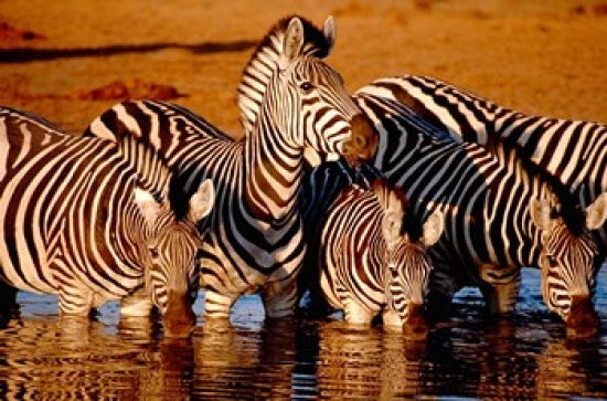 Botswana zebra poster print featuring zebras in Chobe National Park by Cindy Miller Hopkins.