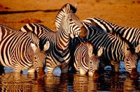 Botswana zebra poster print featuring zebras in Chobe National Park by Cindy Miller Hopkins.