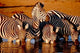 Botswana zebra poster print featuring zebras in Chobe National Park by Cindy Miller Hopkins.