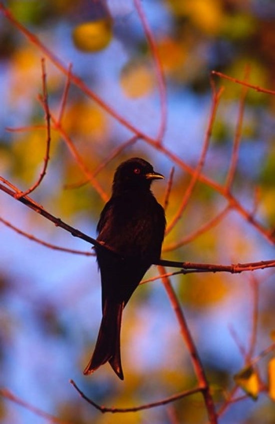 Fork-Tailed Drongo Poster Print by Charles Sleicher, showcasing a vibrant bird illustration.