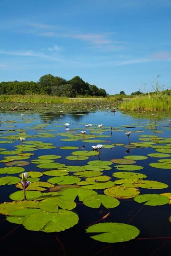 Water Lilies of the Okavango Delta poster print by David Wall.