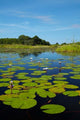 Water Lilies of the Okavango Delta poster print by David Wall.