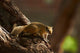 Tree Squirrel in Okavango Delta Poster Print by David Wall