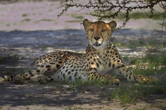 Cheetah poster print featuring Acinonyx jubatus in Nxai Pan NP, Botswana.