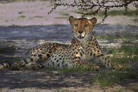 Cheetah poster print featuring Acinonyx jubatus in Nxai Pan NP, Botswana.