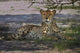 Cheetah poster print featuring Acinonyx jubatus in Nxai Pan NP, Botswana.
