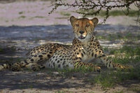 Cheetah fine art print by David Wall - Nxai Pan NP, Botswana