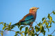 Lilac-breasted Roller Poster Print from Nxai Pan National Park, Botswana