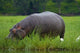 Hippo and Cattle Egret by Chobe River, wildlife poster print by David Wall.