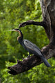 African Darter perched in Chobe National Park, Botswana poster print by David Wall.